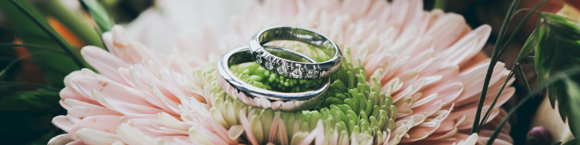 Two silver rings resting on a large pink flower with greenery in the background.